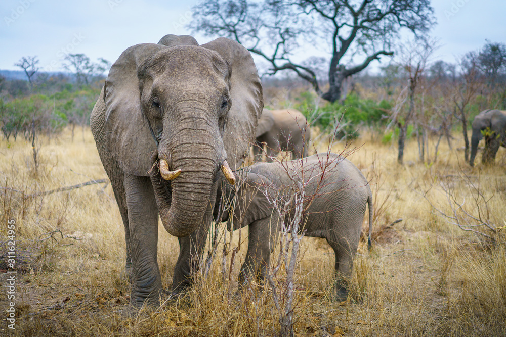 Fototapeta premium elephants in kruger national park, mpumalanga, south africa