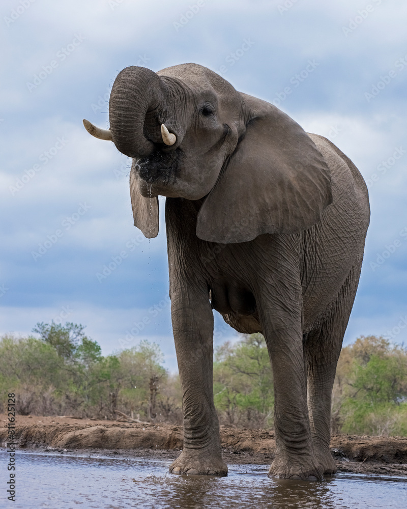 Obraz premium Elephant alone at the Waterhole in Botswana, Africa