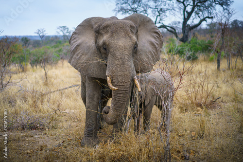 elephants in kruger national park  mpumalanga  south africa