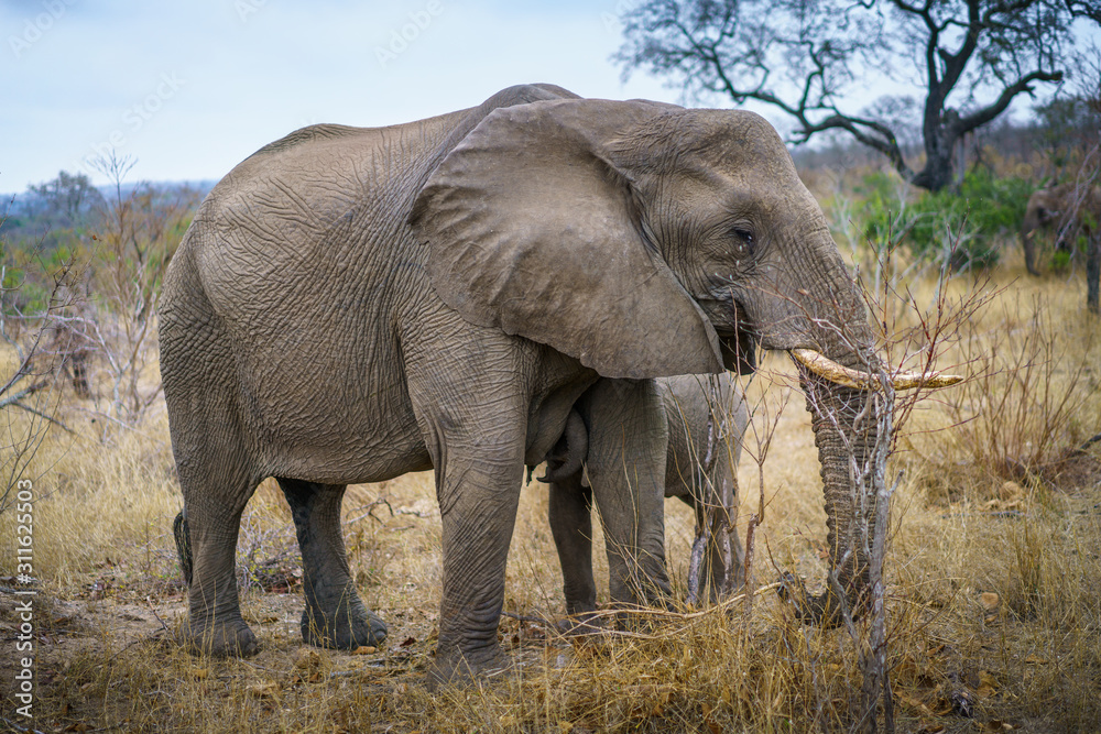 elephants in kruger national park, mpumalanga, south africa