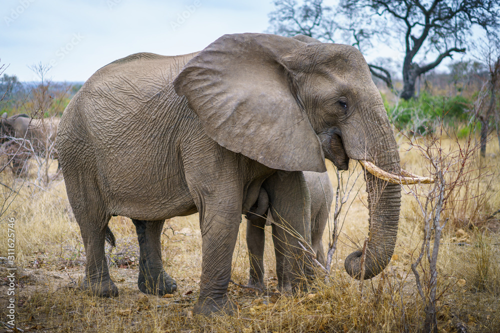 Fototapeta premium elephants in kruger national park, mpumalanga, south africa