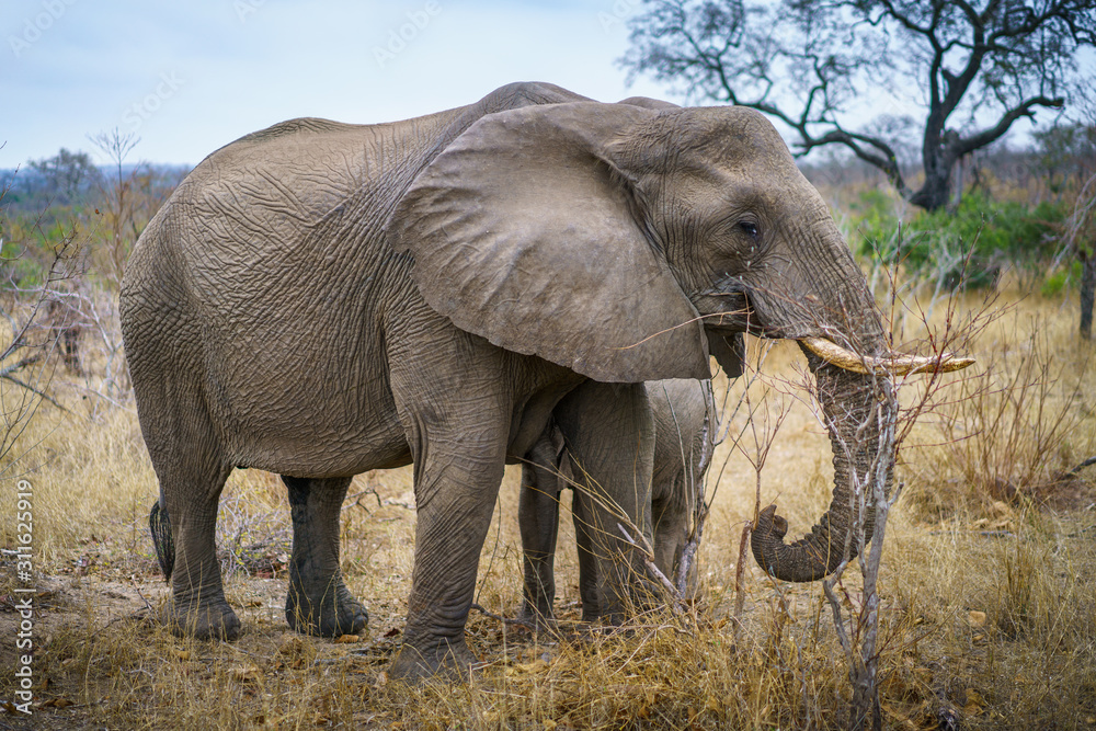 Fototapeta premium elephants in kruger national park, mpumalanga, south africa