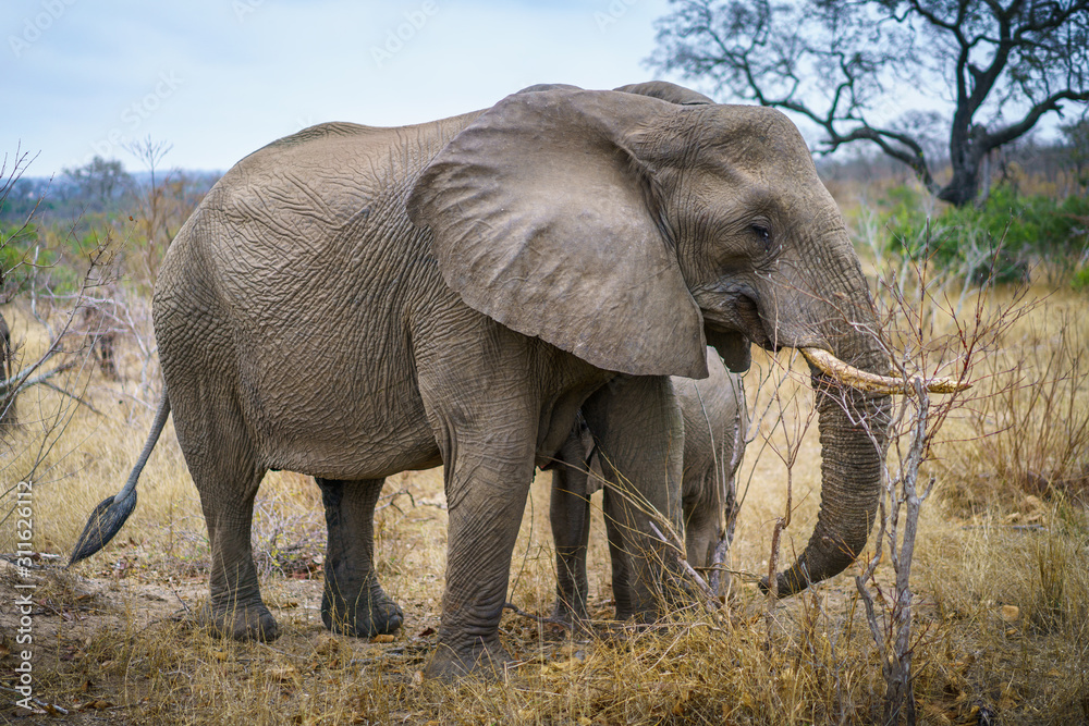 Fototapeta premium elephants in kruger national park, mpumalanga, south africa