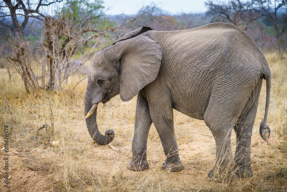 elephants in kruger national park, mpumalanga, south africa