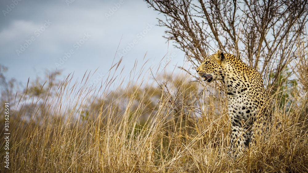 leopard in kruger national park, mpumalanga, south africa 22 leopard in kruger national park, mpumalanga, south africa 22