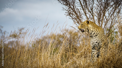 leopard in kruger national park, mpumalanga, south africa 22 © Christian B.