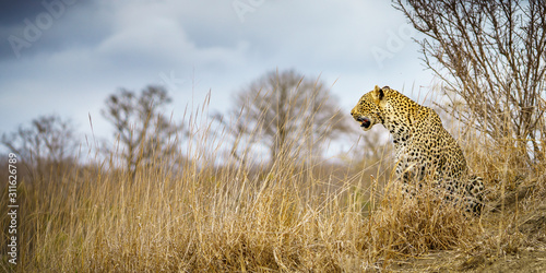 leopard in kruger national park, mpumalanga, south africa 57 © Christian B.