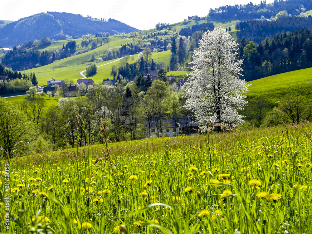 Hügelige Landschaft Mostviertel Birnbaum, Blüte, Österreich,