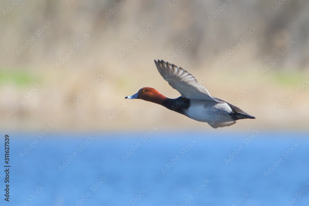 Fototapeta premium Male Redhead duck in flight against soft colors background