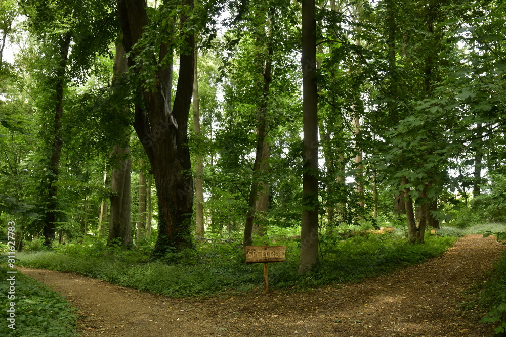 Fototapeta premium Végétation luxuriante au bois du domaine Coloma à Sint-Pieter-Leeuw 