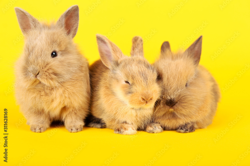 Bunny rabbits on yellow background