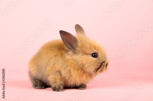 Bunny rabbit on pink background