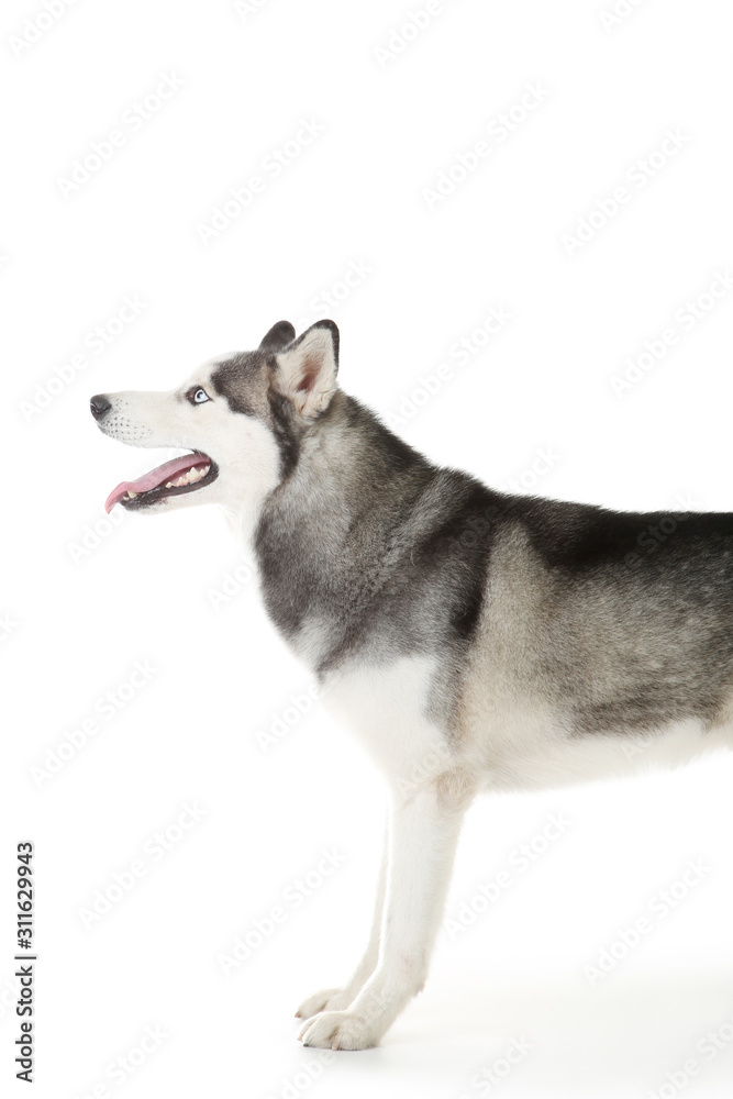 Husky dog isolated on white background