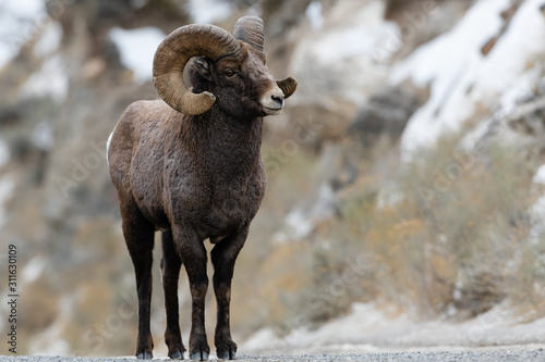 Rocky Mountain Bighorn Sheep in Montana