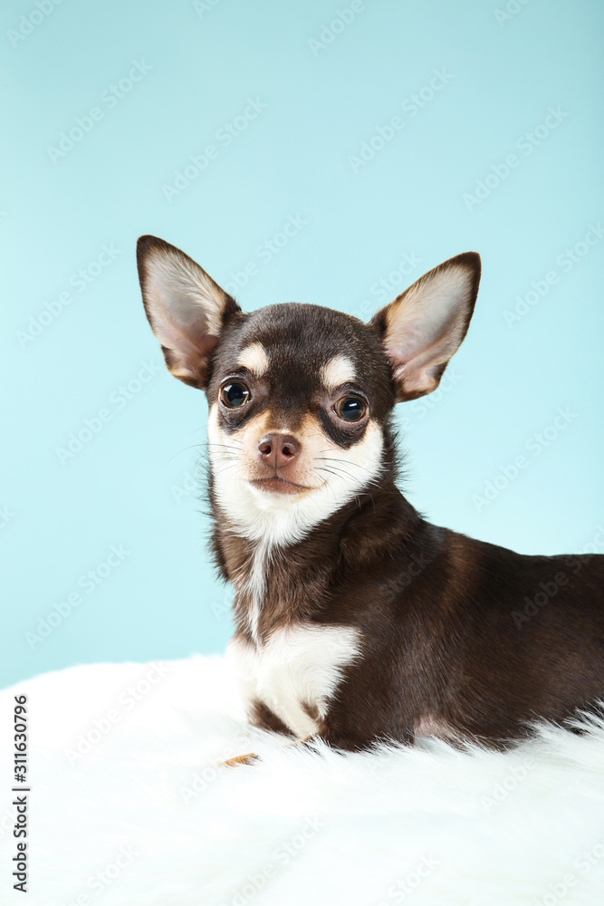 Chihuahua dog on white carpet on blue background