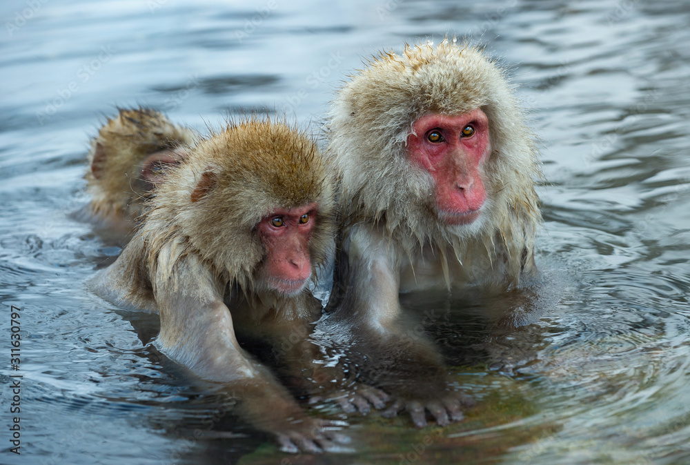 Snow monkey. The Japanese macaque ( Scientific name: Macaca fuscata), also known as the snow monkey. Snow monkey. The Japanese macaque ( Scientific name: Macaca fuscata), also known as the snow monkey.