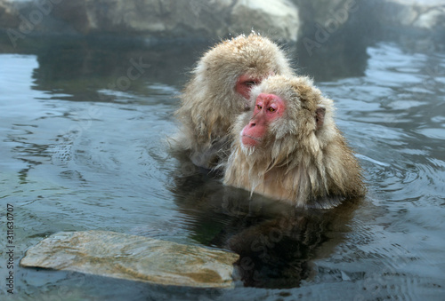 Japanese macaque in the water of natural hot springs. The Japanese macaque ( Scientific name: Macaca fuscata), also known as the snow monkey. Natural habitat, winter season.
