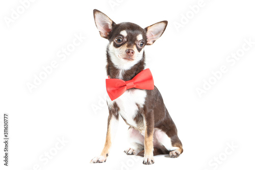 Chihuahua dog in red bow isolated on white background © 5second