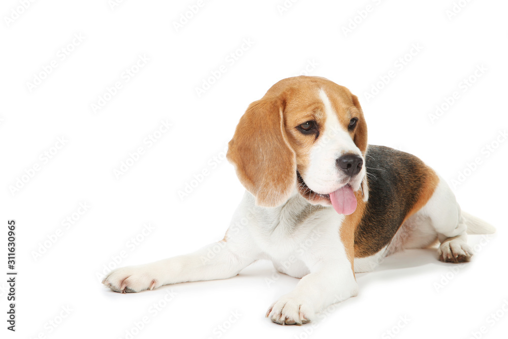 Beagle dog isolated on white background