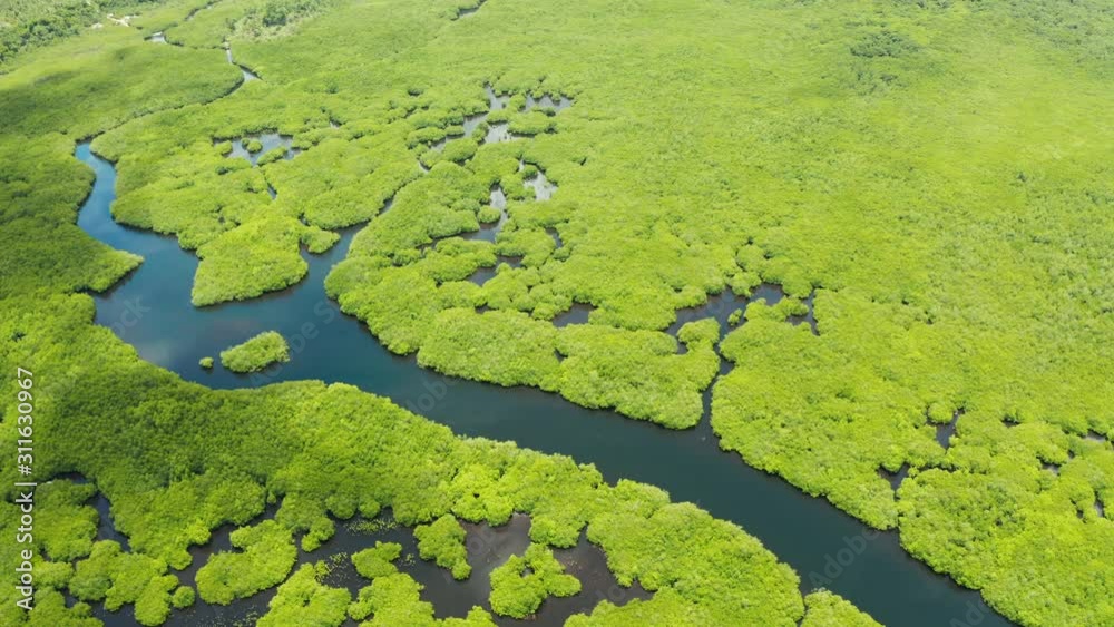Tropical forest with mangrove trees, the view from the top. Mangroves and rivers. Tropical landscape in a deserted area. Tropical forest with mangrove trees, the view from the top. Mangroves and rivers. Tropical landscape in a deserted area.