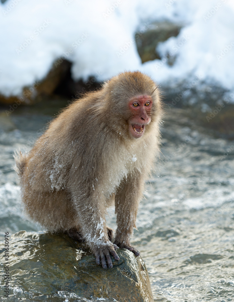 Japanese macaque near the natural hot springs. The Japanese macaque ( Scientific name: Macaca fuscata), also known as the snow monkey. Natural habitat, winter season. Japanese macaque near the natural hot springs. The Japanese macaque ( Scientific name: Macaca fuscata), also known as the snow monkey. Natural habitat, winter season.