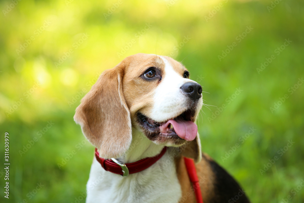 Beagle dog sitting on the grass in park