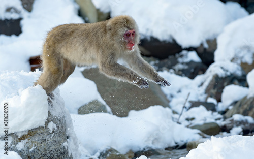 Japanese macaque jumping. The Japanese macaque   Scientific name  Macaca fuscata   also known as the snow monkey. Natural habitat  winter season.