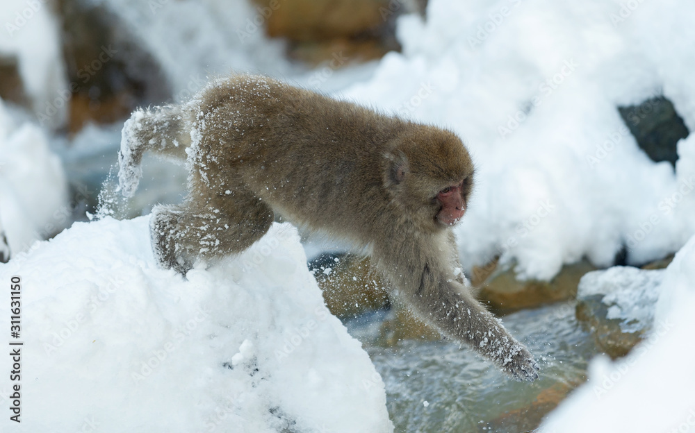 Japanese macaque jumping. The Japanese macaque ( Scientific name: Macaca fuscata), also known as the snow monkey. Natural habitat, winter season.