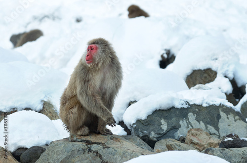 Japanese macaque on the snow near natural hot springs. The Japanese macaque ( Scientific name: Macaca fuscata), also known as the snow monkey. Natural Habitat.  Japan. © Uryadnikov Sergey