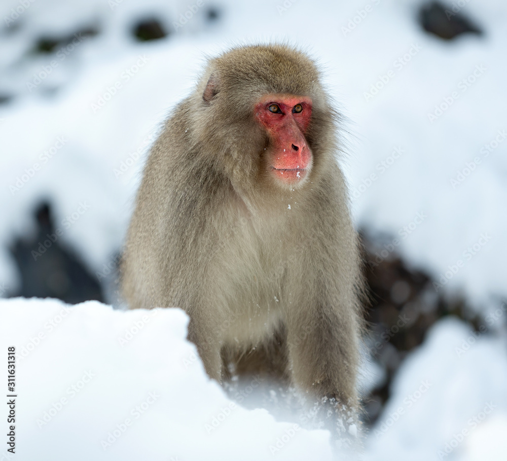 Japanese macaque on the snow near natural hot springs. The Japanese macaque ( Scientific name: Macaca fuscata), also known as the snow monkey. Natural Habitat. Japan. Japanese macaque on the snow near natural hot springs. The Japanese macaque ( Scientific name: Macaca fuscata), also known as the snow monkey. Natural Habitat. Japan.