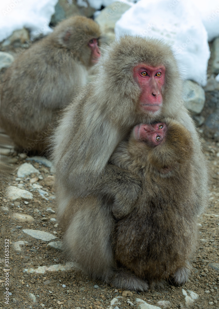 Japanese macaque and cub near the natural hot springs. The Japanese macaque ( Scientific name: Macaca fuscata), also known as the snow monkey. Natural habitat, winter season. Japanese macaque and cub near the natural hot springs. The Japanese macaque ( Scientific name: Macaca fuscata), also known as the snow monkey. Natural habitat, winter season.