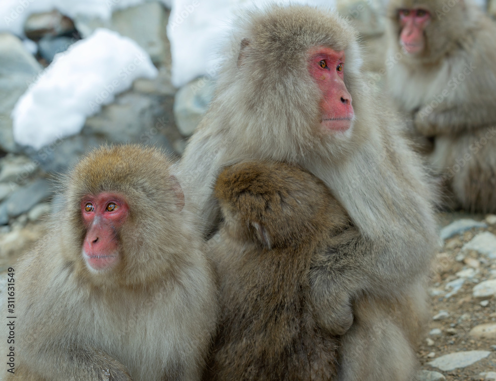 Family of Japanese macaques. Close up group portrait. The Japanese macaque ( Scientific name: Macaca fuscata), also known as the snow monkey. Natural habitat, winter season. Family of Japanese macaques. Close up group portrait. The Japanese macaque ( Scientific name: Macaca fuscata), also known as the snow monkey. Natural habitat, winter season.