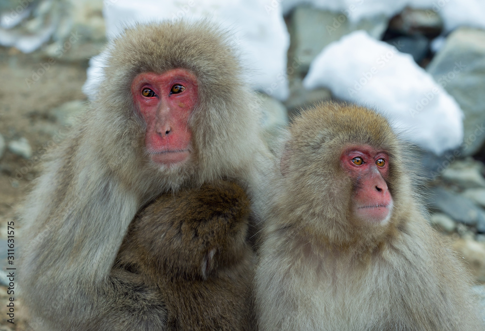 Family of Japanese macaques. Close up group portrait. The Japanese macaque ( Scientific name: Macaca fuscata), also known as the snow monkey. Natural habitat, winter season. Family of Japanese macaques. Close up group portrait. The Japanese macaque ( Scientific name: Macaca fuscata), also known as the snow monkey. Natural habitat, winter season.