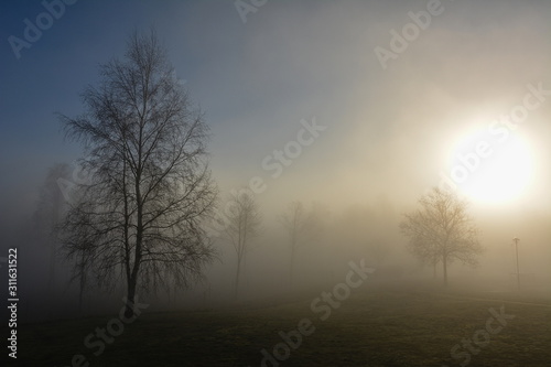 misty trees in park in morning sunlight,Sweden 28.2.2019