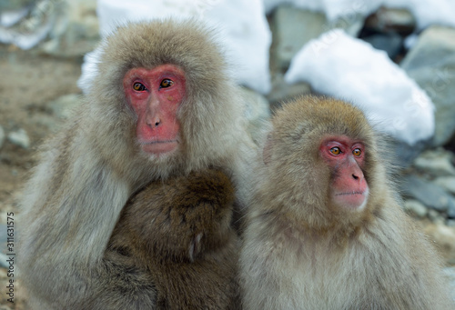 Family of Japanese macaques. Close up group portrait. The Japanese macaque ( Scientific name: Macaca fuscata), also known as the snow monkey. Natural habitat, winter season.