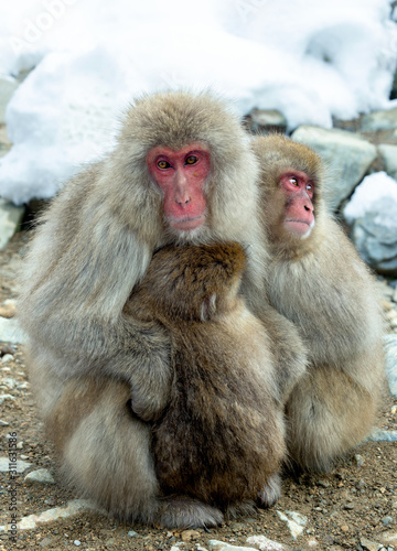 Family of Japanese macaques. Close up  group portrait. The Japanese macaque ( Scientific name: Macaca fuscata), also known as the snow monkey. Natural habitat, winter season. © Uryadnikov Sergey