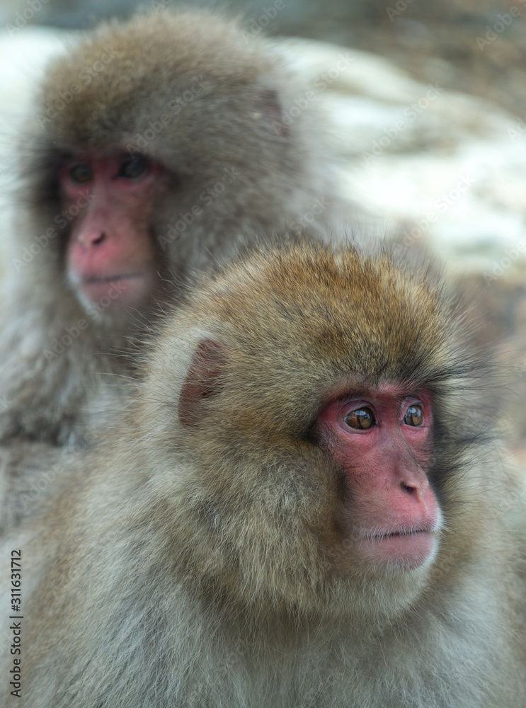 Japanese macaque.Close up portrait. The Japanese macaque ( Scientific name: Macaca fuscata), also known as the snow monkey. Natural habitat, winter season. Japanese macaque.Close up portrait. The Japanese macaque ( Scientific name: Macaca fuscata), also known as the snow monkey. Natural habitat, winter season.