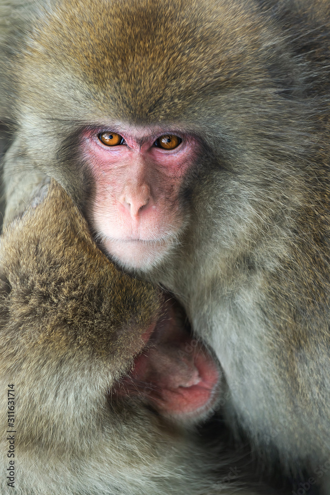 Japanese macaque and cub. Close up portrait. The Japanese macaque ( Scientific name: Macaca fuscata), also known as the snow monkey. Natural habitat, winter season. Japanese macaque and cub. Close up portrait. The Japanese macaque ( Scientific name: Macaca fuscata), also known as the snow monkey. Natural habitat, winter season.