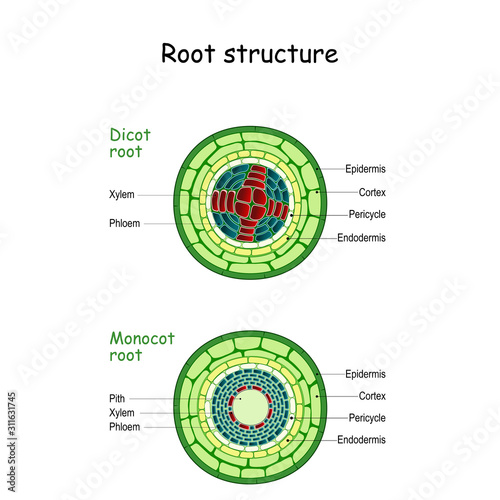 root structure. monocot and dicot stems. photo