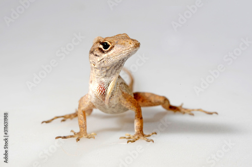 Bahamaanolis (Norops sagrei / Anolis sagrei) - Brown anole, Bahaman anole  photo