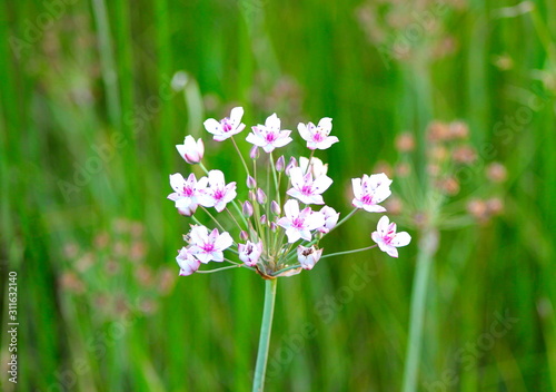 flowers in the garden