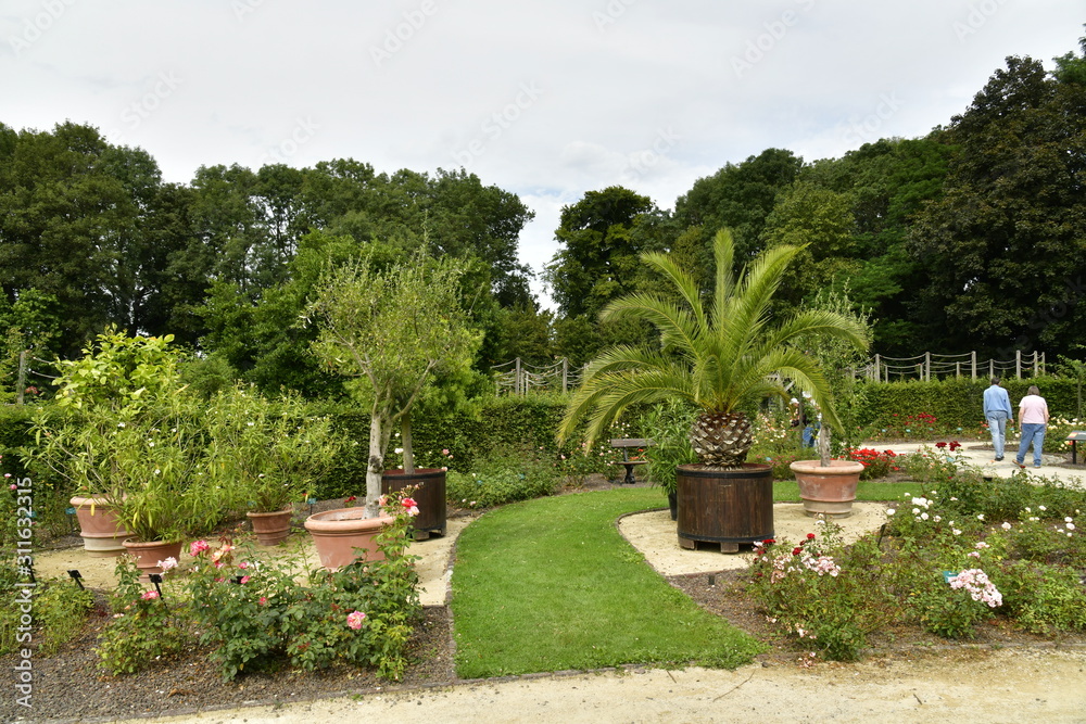 Palmier en pot dans la roseraie du domaine Colomia à St-Pieter-Leeuw
