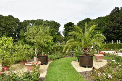 Palmier en pot dans la roseraie du domaine Colomia à St-Pieter-Leeuw
 photo
