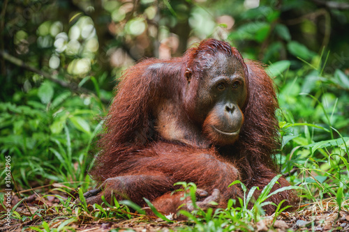 A close up portrait of the Bornean orangutan (Pongo pygmaeus). Wild nature. Central Bornean orangutan ( Pongo pygmaeus wurmbii ) in natural habitat. Tropical Rainforest of Borneo.