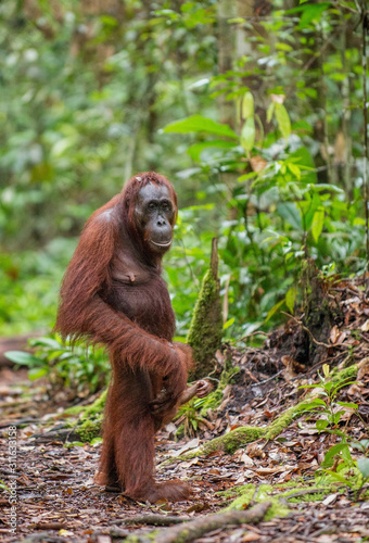 Bornean orangutan in the wild nature. Central Bornean orangutan ( Pongo pygmaeus wurmbii ) in natural habitat. Tropical Rainforest of Borneo.Indonesia