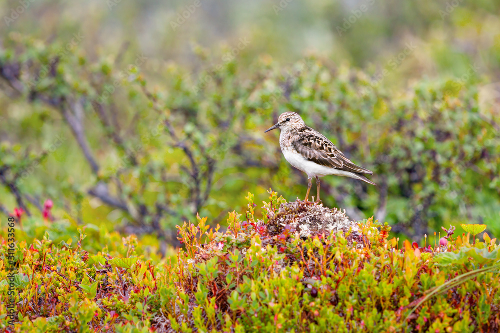 Fototapeta premium sandpiper sparrow resting on a hill on a background of blooming spring northern nature