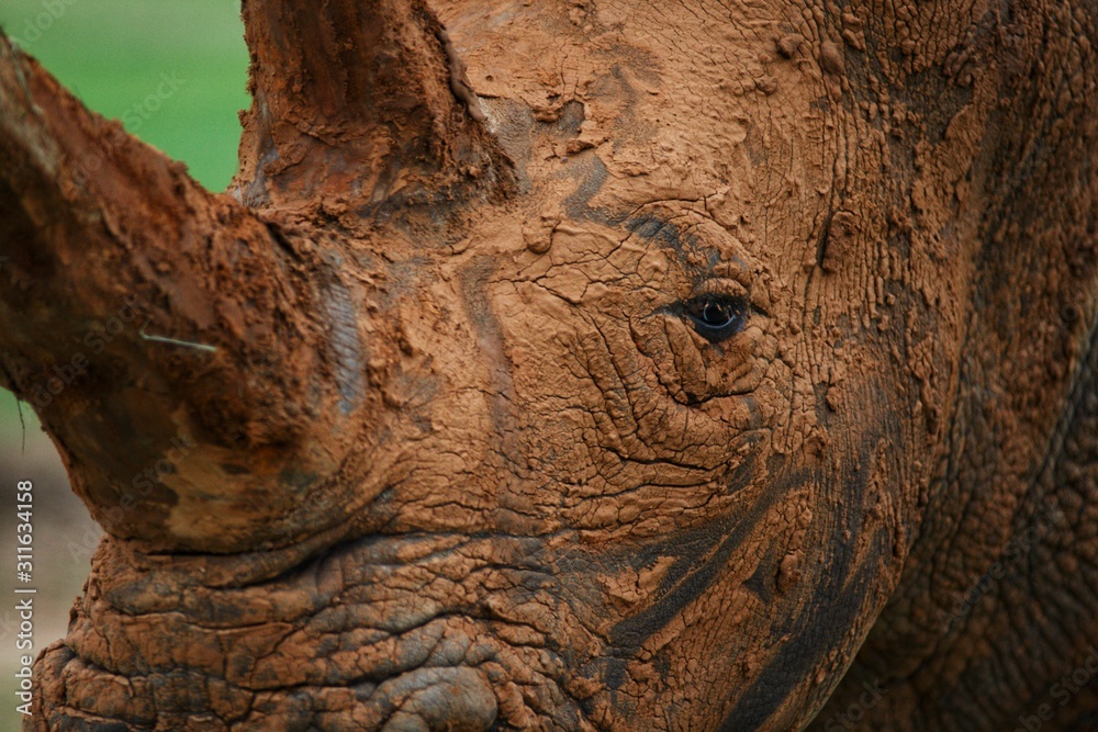 Obraz premium trunk of a tree