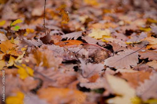 Background of colorful autumn leaves on forest floor . Abstract autumn leaves in autumn suitable as background . Autumn leaves on a meadow . Yellow leaves on the floor .