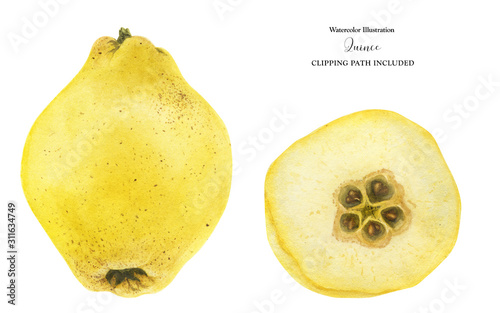 Photographie Fresh yellow quince fruit and half-fruit, watercolor illustration with clipping