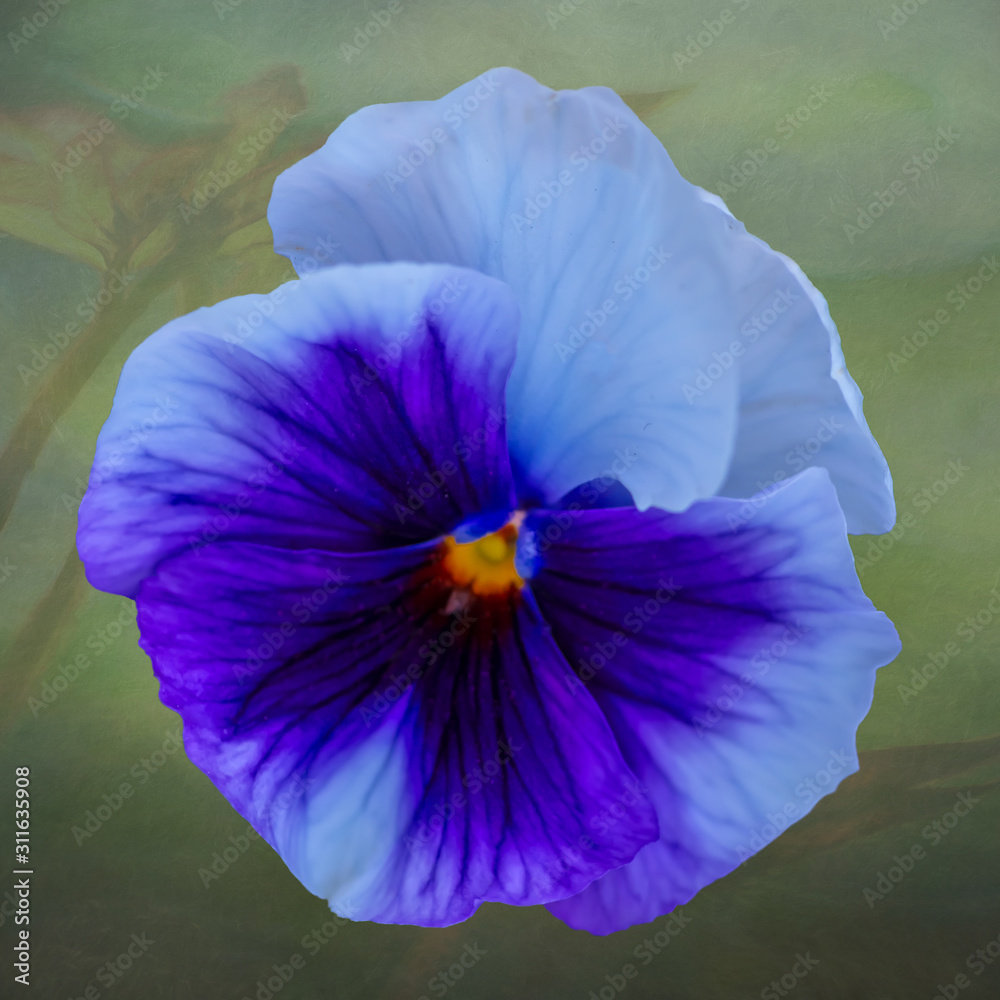Naklejka premium Pretty Pansy